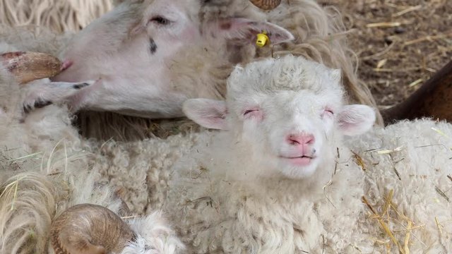 Sheep herd lying on dry grass in sheepfold. Sheeps eating hay in the farm. Wallachian sheep.