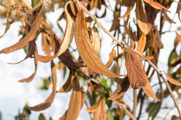 Wiltered brown leaves on tree branch. Frostbitten dead  plant. Damaged by early frost foliage