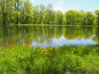 Fototapeta na wymiar Spring field of wildflowers, lake, trees, and daisies