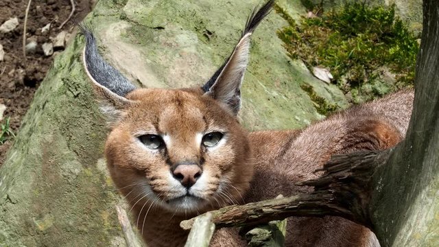 Portrait desert cats Caracal (Caracal caracal) or African lynx with long tufted ears