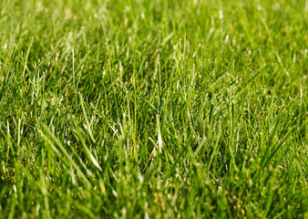 Fresh grass