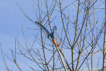 Trimming of branches of trees for the best growth of fruits of trees