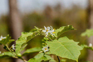 close up eggplant flower in nature garden