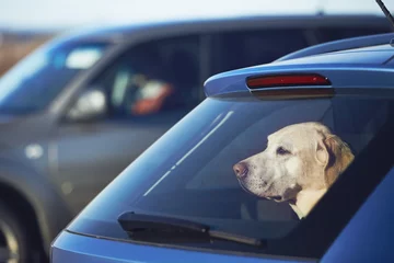 Tableaux ronds sur plexiglas Anti-reflet Chien Travel with dog