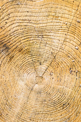 Wood texture with tree rings.