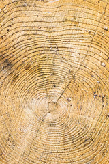 Fototapeta premium Wood texture with tree rings.