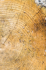Naklejka premium Wood texture with tree rings.