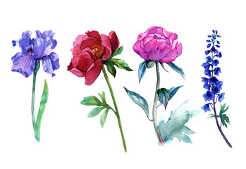 .Watercolor flowers, iris, peony. Set. Isolated watercolor flowers