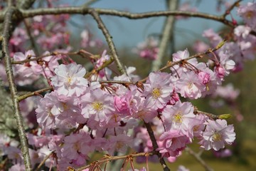 風土記の丘の桜