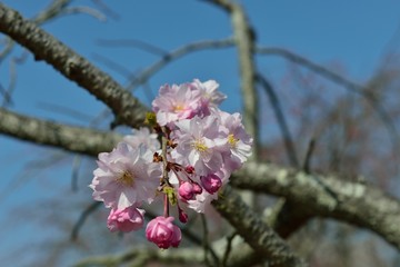 風土記の丘の桜