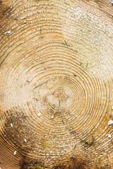 Fototapeta premium Wood texture with tree rings.