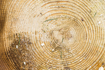Naklejka premium Wood texture with tree rings.