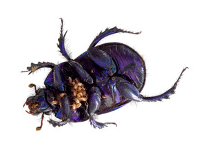 Dung beetle with mites, underside. Italy.