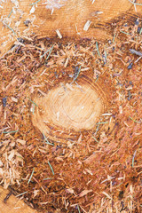 Wood texture with tree rings.