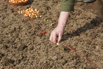 Landing of seeds of onions to the soil the person