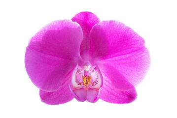 Freisteller Phalaenopsis Orchideenblüte pink