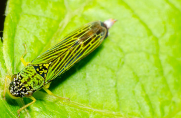  Wonderful and mysterious macro world