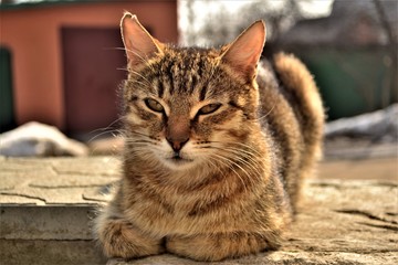 cat, sun, animal, cute, domestic, kitten, mammal, summer, young, red, green, adorable, pet, grass, nature, outdoor, fur, kitty, meadow, orange, small, sweet, tabby, field, healthy, background, curious