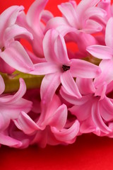 Fresh hyacinth flower
