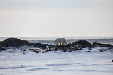 Niedźwiedź polarny - król Arktyki