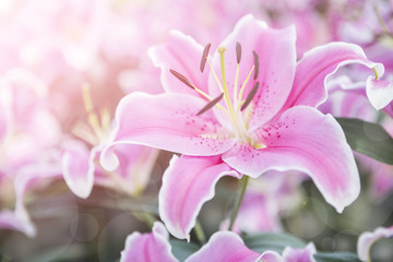 Beautiful pink lilly flower over blurred garden background with morning filter light