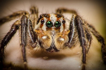  Wonderful and mysterious macro world