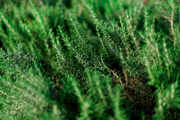 Fresh rosemary shrubs in garden. Green herb bushes grow outdoor. Plant background with sunlight effect, copy space. Close up of rosemary leaves on agriculture plantation