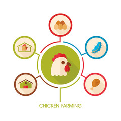 Chicken farming icon and agriculture infographics