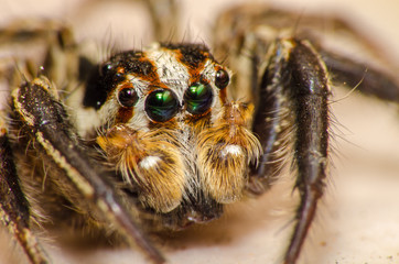  Wonderful and mysterious macro world