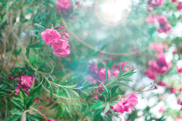 Blossom spring, exotic summer, sunny day concept. Blooming pink oleander flower or nerium in garden. Wild flowers in Israel. Selective focus. Copy space.