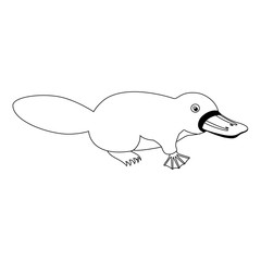 platypus wild animal australian