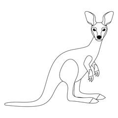 wild kangaroo australian creature