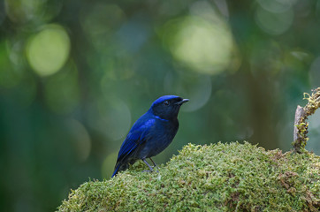 male Large Niltava (Niltava grandis)