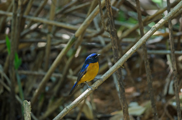 Rufous-bellied Niltava (Niltava sundara) bird