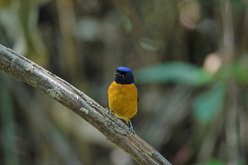 Rufous-bellied Niltava (Niltava sundara) bird