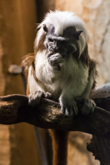Saguinus oedipus - Tamarin pinches fed.