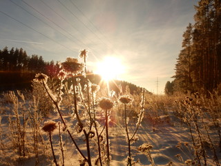 sunset in the forest