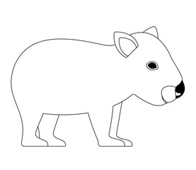 wild wombat australian creature