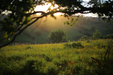 Sunset on a summer evening in the forest
