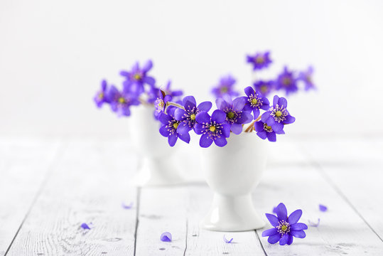 Fototapeta Bouquet of early spring wild blue hepatica flowers in small vase on white background. Selective focus.