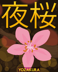 View of a Cherry Flower in Hanami Night or Yozakura, Vector Illustration