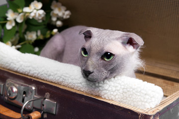 Naked lop-eared cat breed Ukrainian Levkoy in vintage suitcase