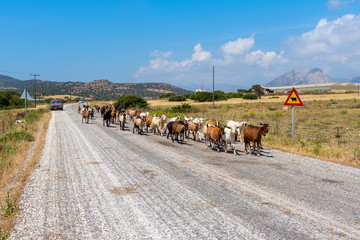 Herd of goats go along the asphalt road. Naxos island, Greece