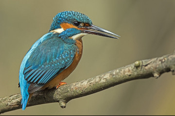 Eisvogel