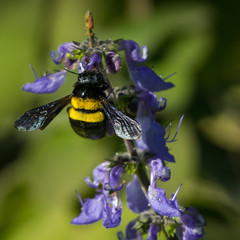 A female carpenter bee gathers nectar from a flower in a garden in Cape Town, South Africa