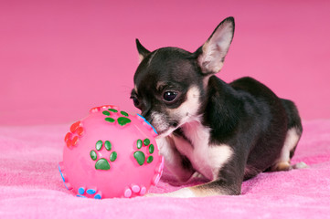 Junger Chihuahua mit Ball auf rosa Decke liegend