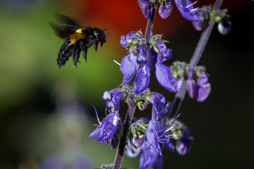 A female carpenter bee about to land on a flower in a garden in Cape Town, South Africa