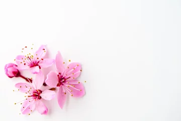 Fotobehang Vivid pnk cherry blossom on white background. Negative space. © AK Media