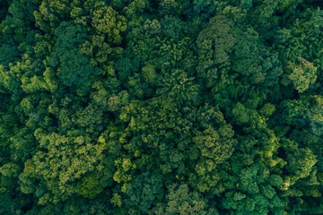 Fototapeten Atlantic Forest Brazil © josefurlan_pissol