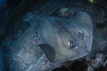 Red Sting Ray in Japan